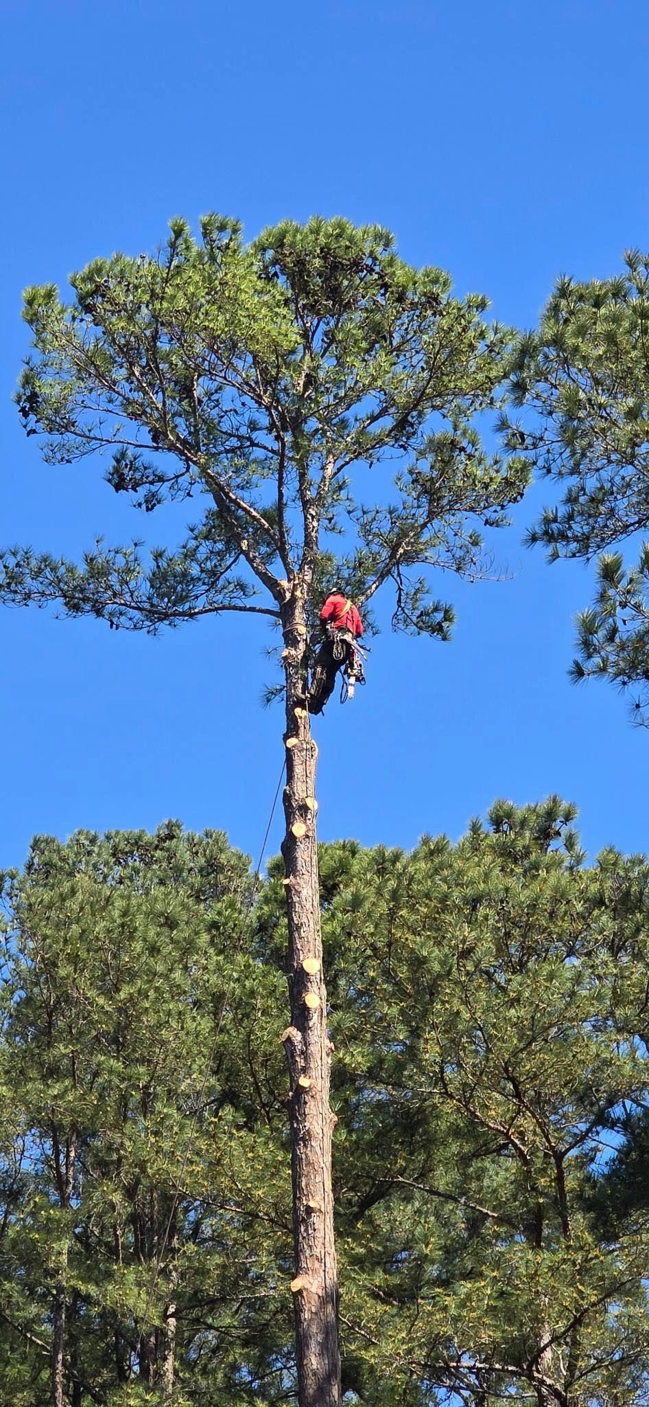 Barnes Brothers Tree Service, LLC (Fully Insured)