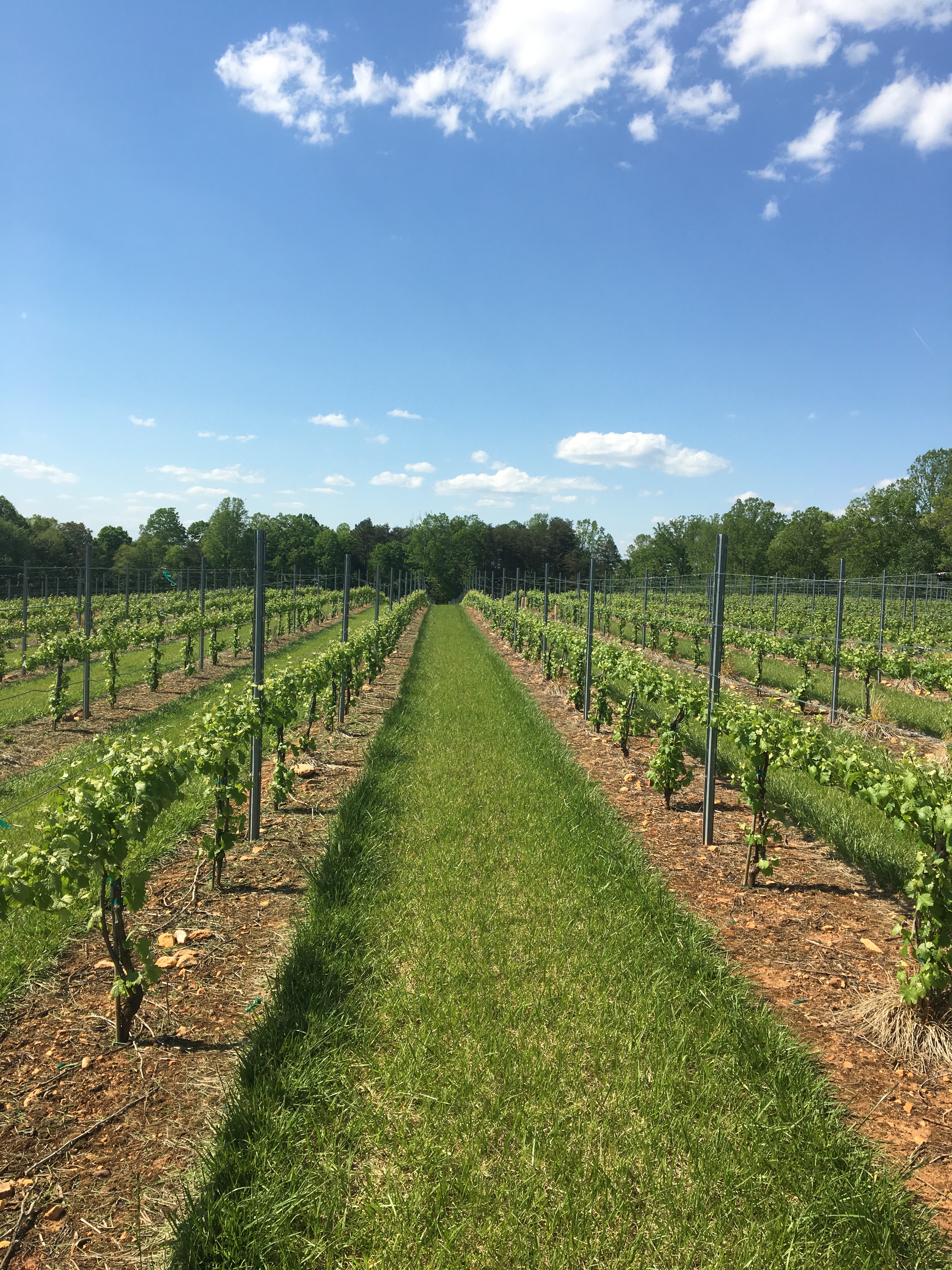 Haze Gray Vineyards