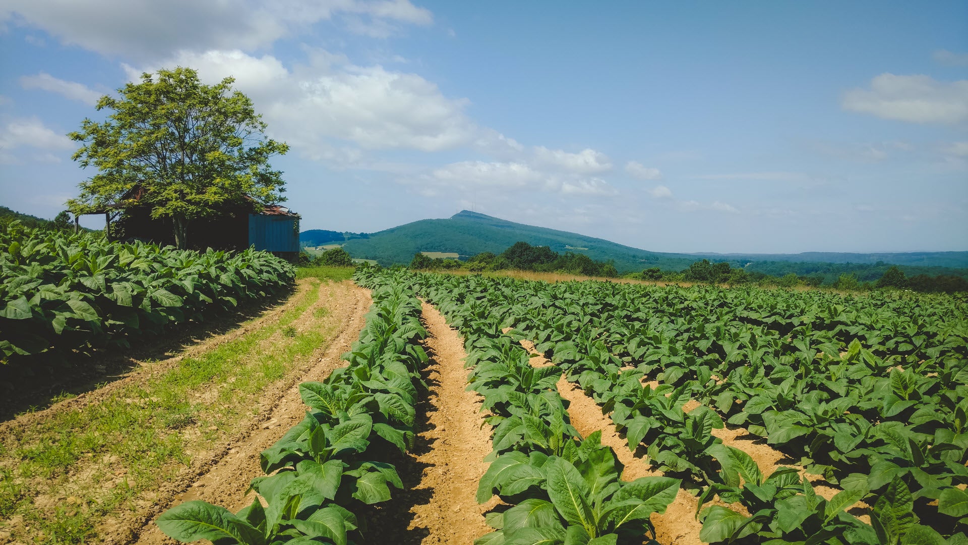 Agsouth Farm Credit