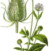 Twin Birch & Teasel logo
